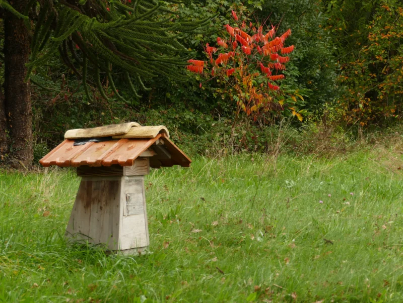 Animations abeilles