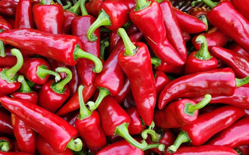 L’Atelier Découverte de la Ferme Kultur Piment