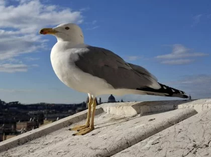 BALADE À LA DÉCOUVERTE DES OISEAUX