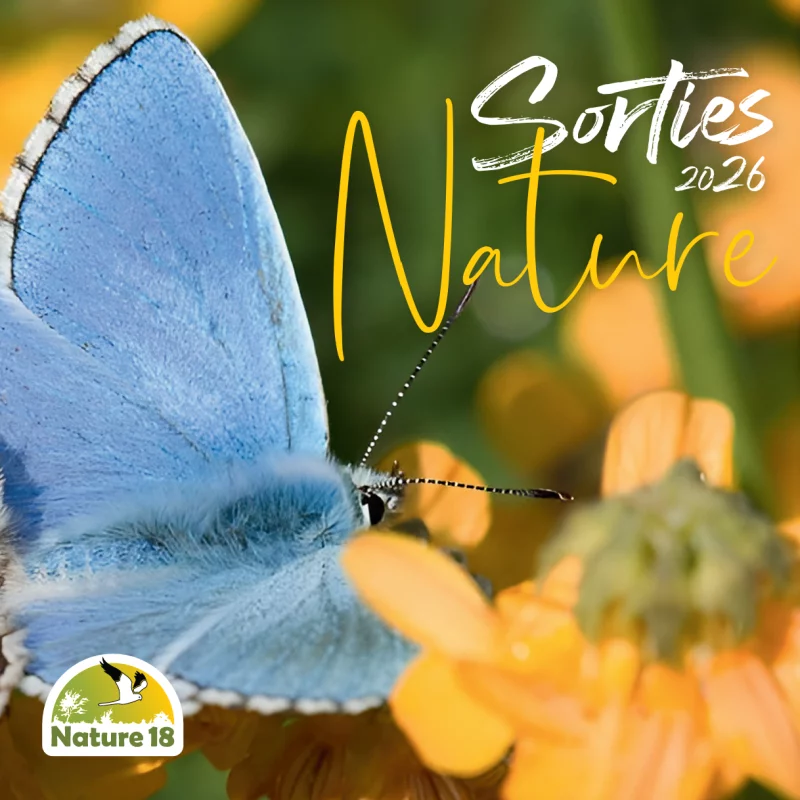 Sortie nature : Observation des Oiseaux