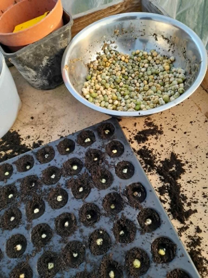 Atelier : Récolter et semer ses graines de légumes et fleurs