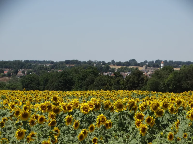 Randonnée gourmande à Culan
