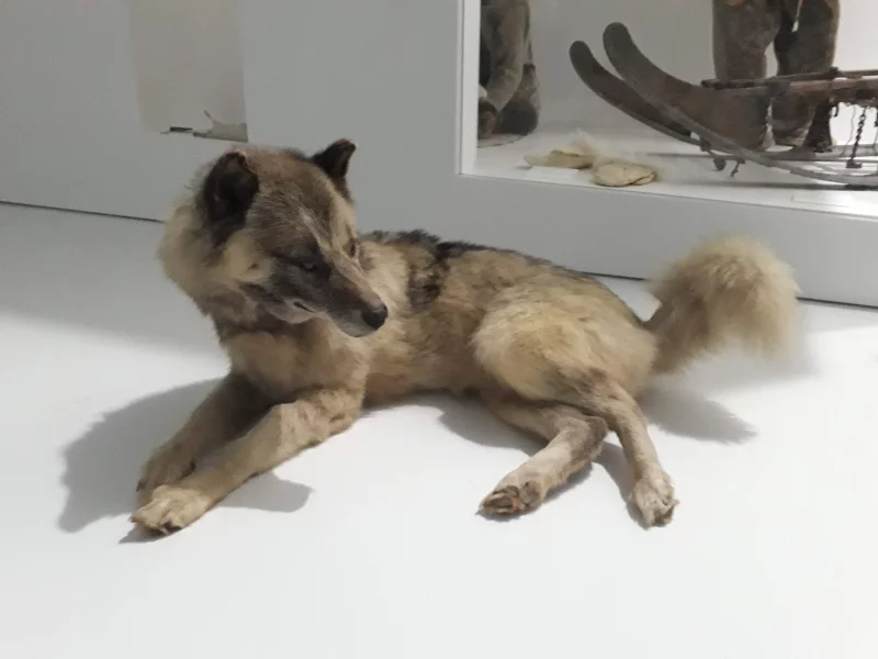 Visite flash "Le chien groenlandais, compagnon de voyage de Paul-Émile Victor" (Journées Européennes du Patrimoine)