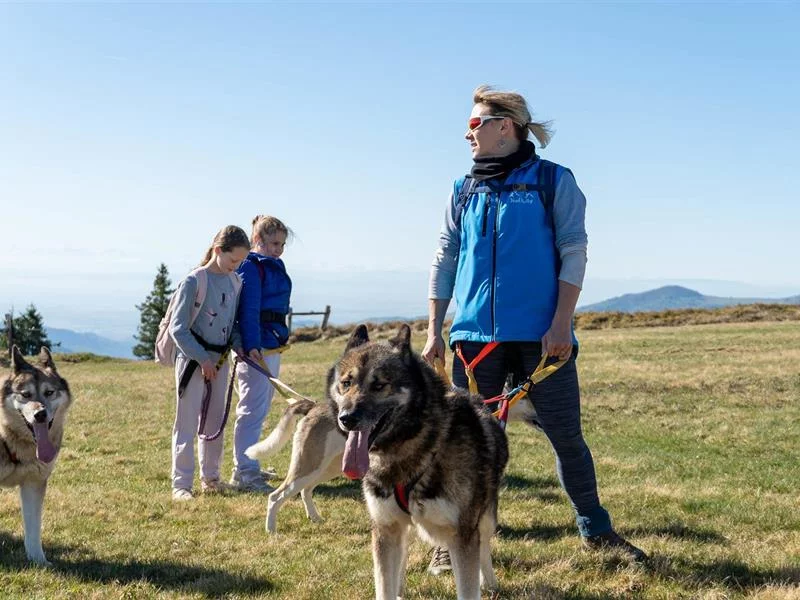 Cani-balade avec la meute de chiens nordiques