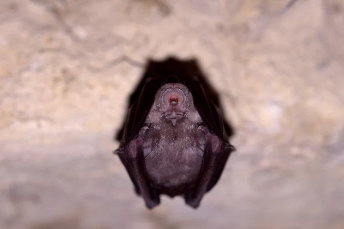 Le monde mystérieux des chauves-souris