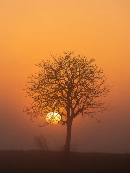 Exposition photo "LOS ARBRES"