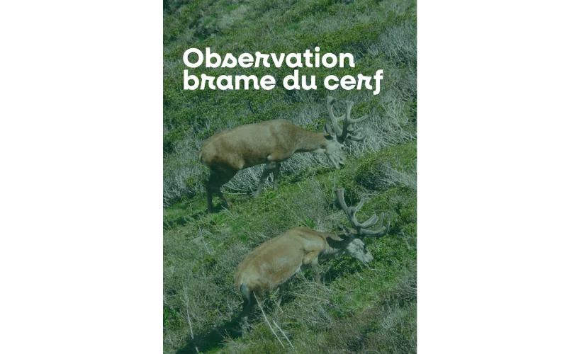Sortie nature à l'écoute du brame du cerf
