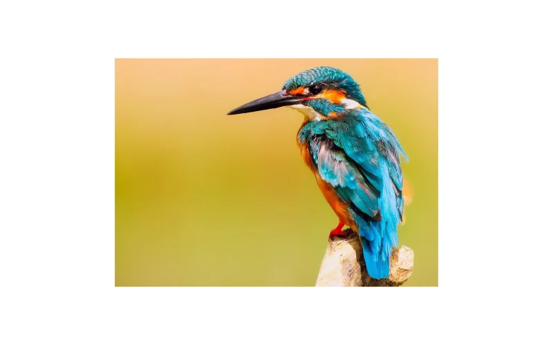 Sortie nature - Le Gave, rive des oiseaux