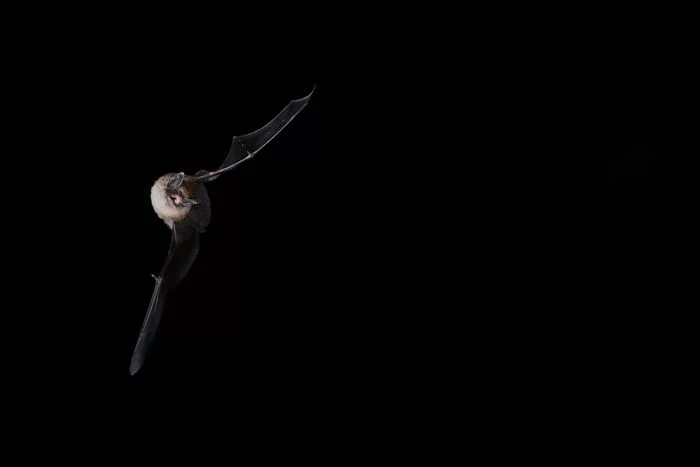 A la découverte des chauves-souris