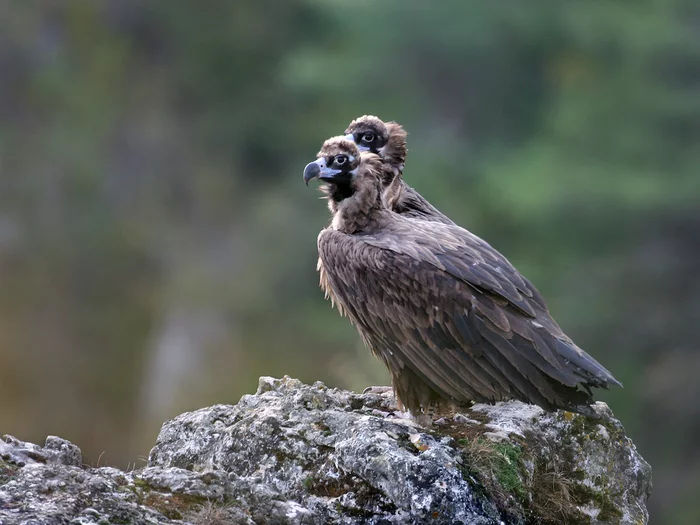 A hauteur d'ailes