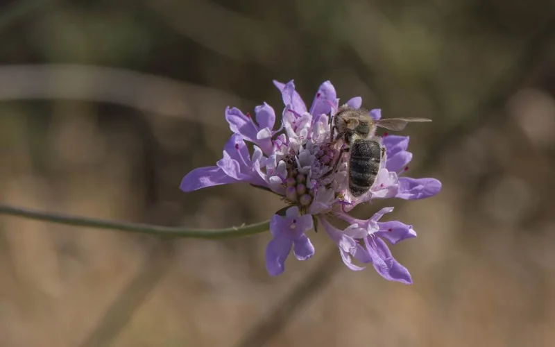 L'abeille noire d'Argonne, une habitante de nos forêts