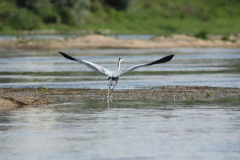 Rendez-vous avec l'Observatoire Loire - Embarquez avec un ornithologue