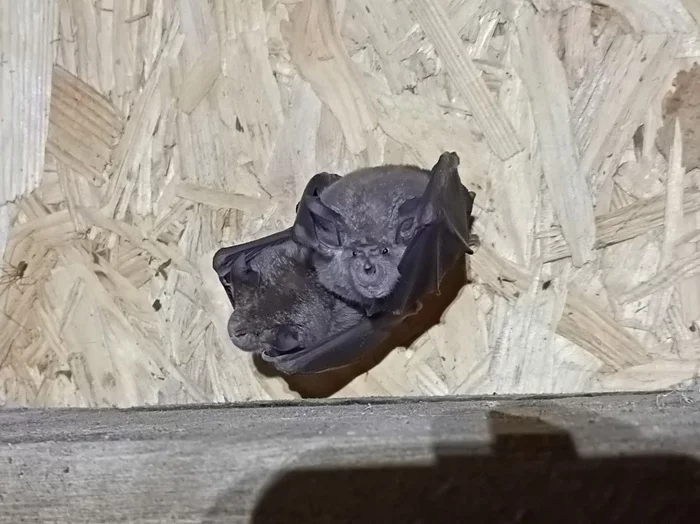 Sur les traces des chauves-souris
