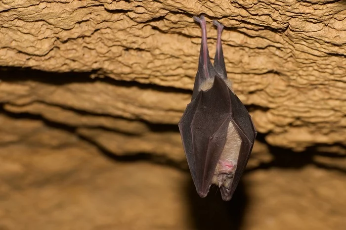 Nuit internationale de la chauve-souris à la Grotte du Mas d'Azil