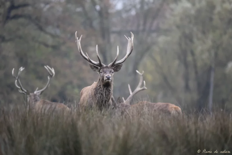 Brame du cerf en Sologne avec Plume de nature