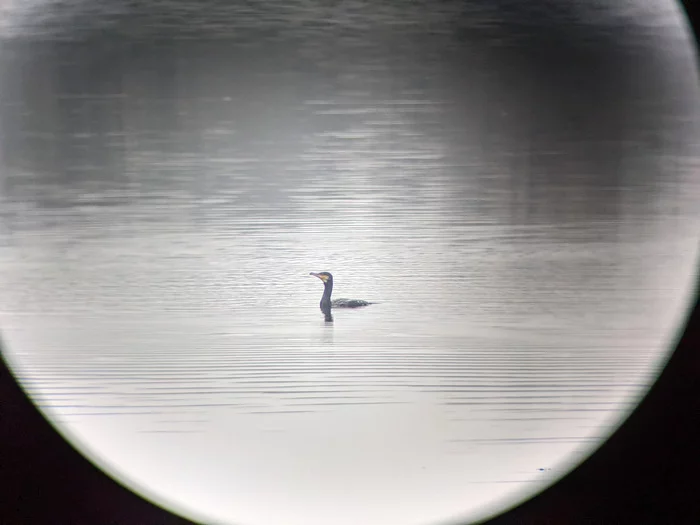Les oiseaux de la Réserve naturelle régionale des Seiglats