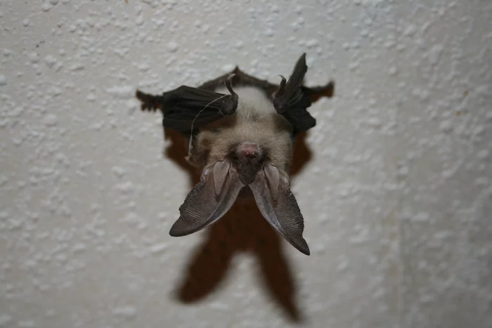 A la découverte des chauves-souris de mon village