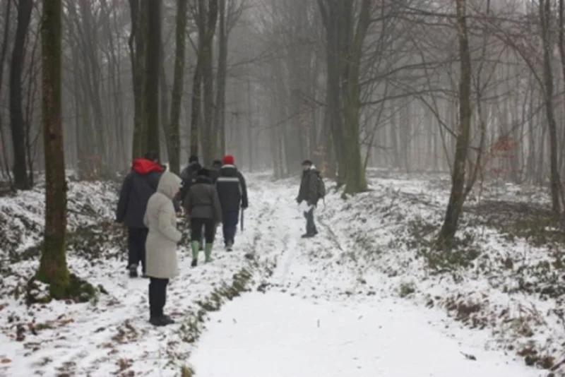 La forêt en hiver