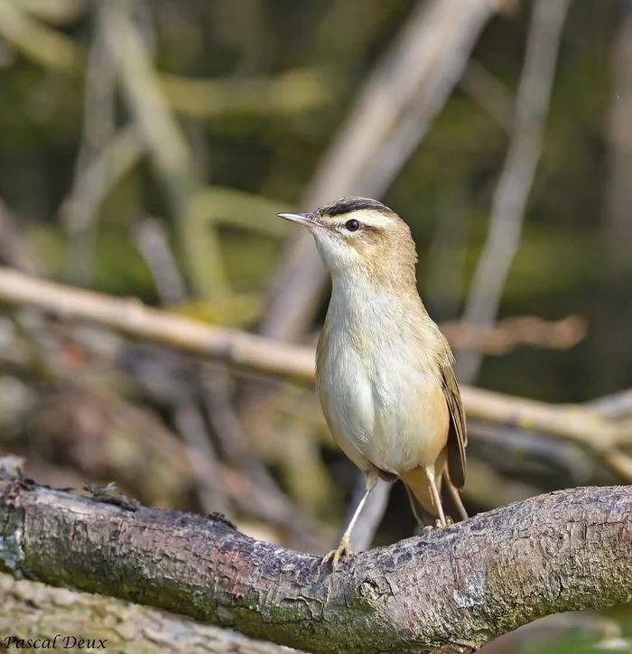 Les oiseaux de la nouvelle et ancienne lys