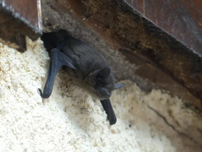 Des chauves-souris et des Refuges LPO