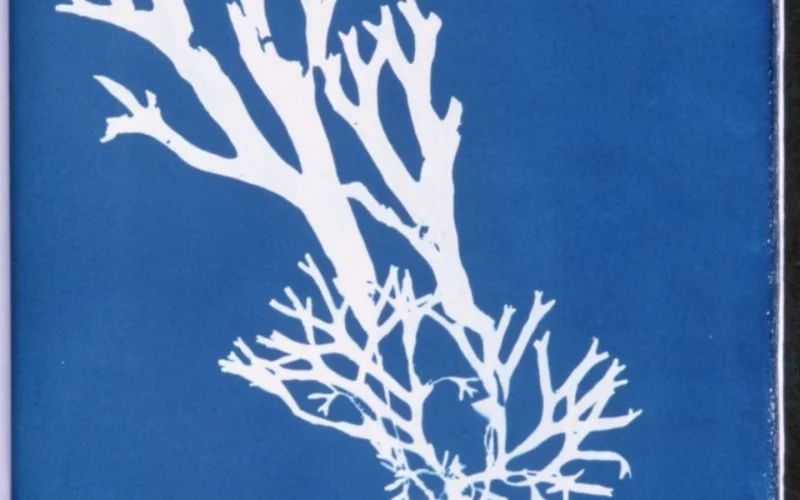 Ciap art : cyanotype