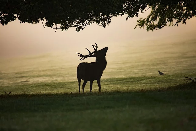 La Chasse, un atout majeur de la ruralité