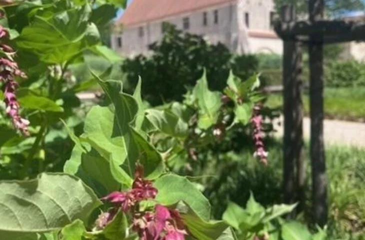 Visite "Un jardin, une couleur"