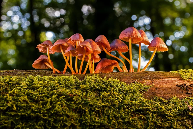 Balade nature : les champignons