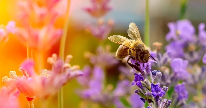 ATELIER "DÉCOUVRIR & COHABITER AVEC LES PETITES BÊTES AU JARDIN"