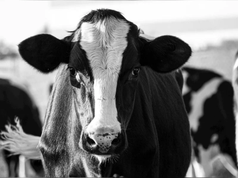 Visite de la ferme du Hameau Guilbert