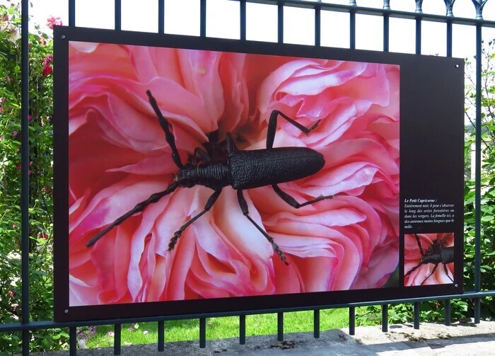 Fantastiques insectes !