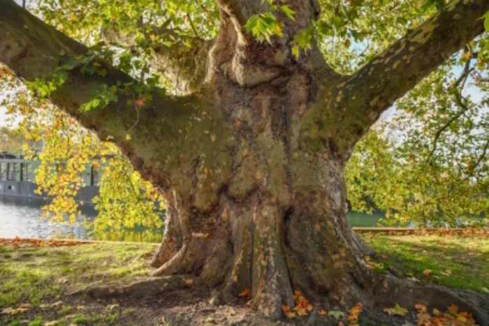 Voyage au centre de l'arbre