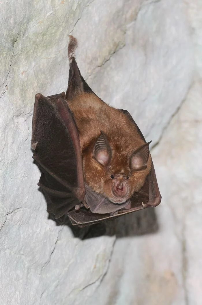 A la découverte des chauves-souris de St-léger-sur-Dheune