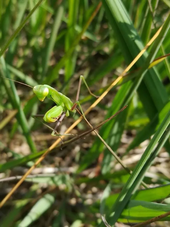 COMPLET | Spectacle conté « Insectes et petites bêtes au détour des chemins !"