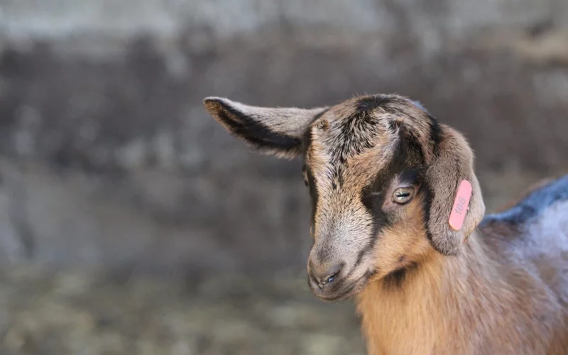 Visite de la ferme Salaberry