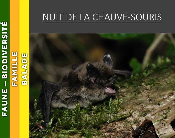 VERCORS - Nuit de la chauve-souris