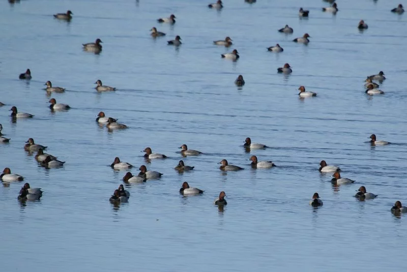 A la découverte des oiseaux d'eau hivernants