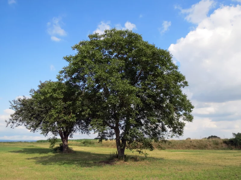 Balade-découverte  «Le Noyer et autres plantes comestibles du Midi Corrézien » au Moulin de la Vie Contée