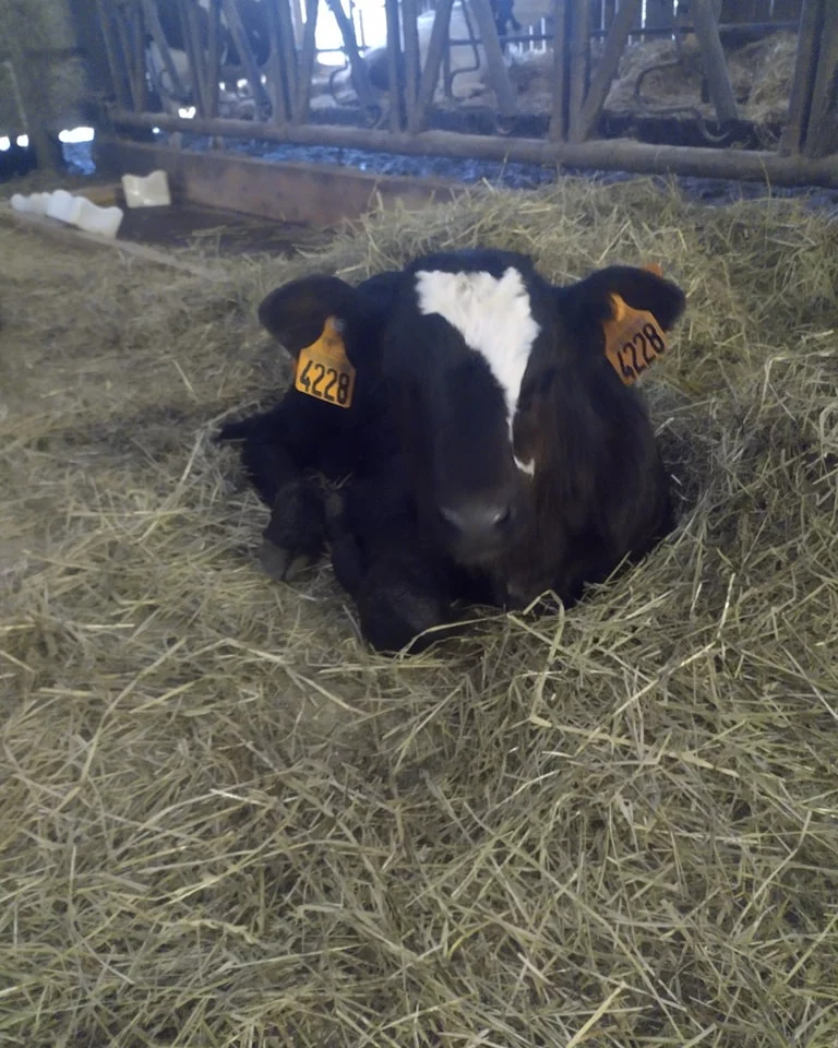 Visite à la ferme de Saint-Juan