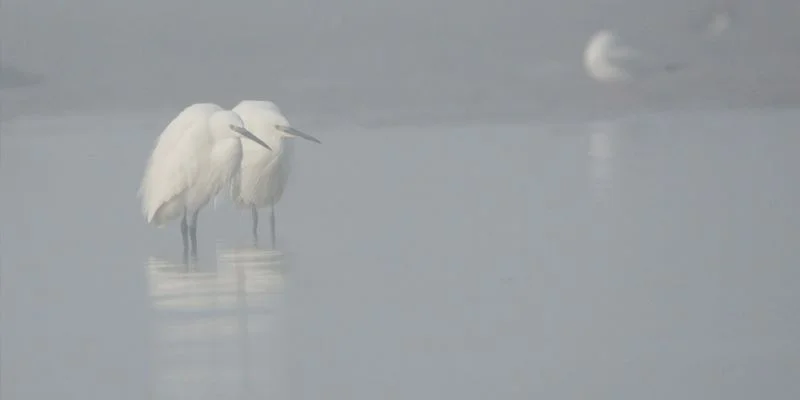 Le bal hivernal des oiseaux