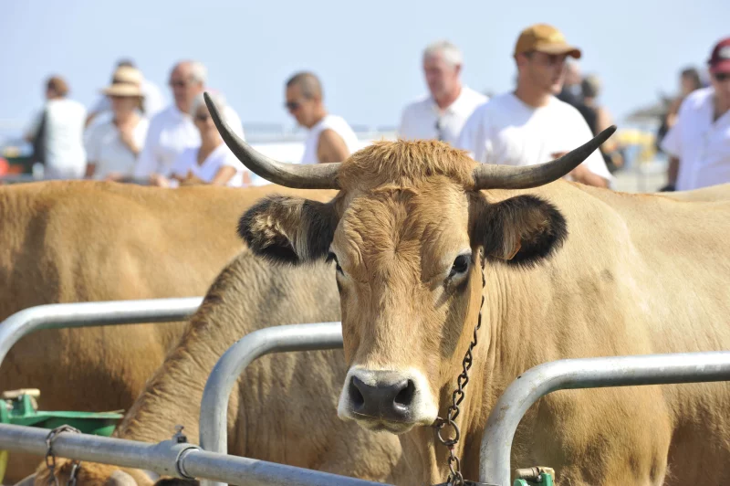 LA FERME A CANET