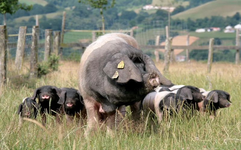 Visite "du groin au festin Pierre Oteiza"