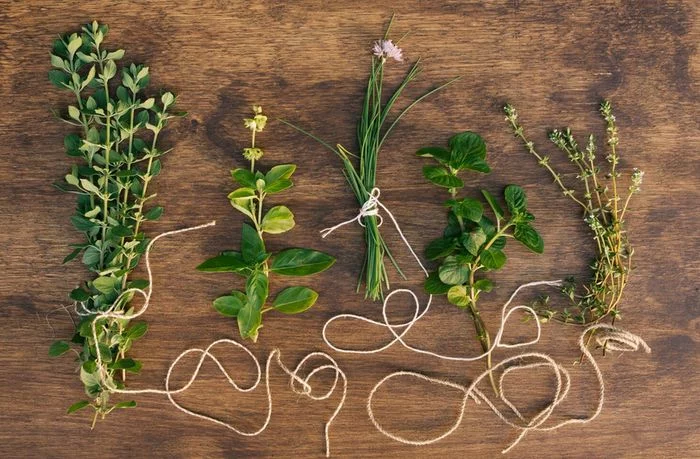 À la découverte des plantes en bas de chez vous