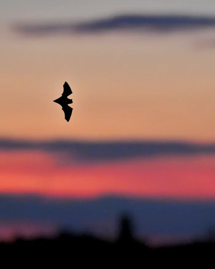 Nuit internationale de la chauve-souris