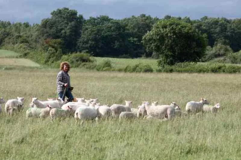 Transhumance des brebis de la ferme de Gommiers ANNULE