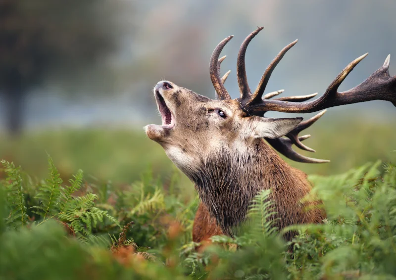 Rando brame du Cerf