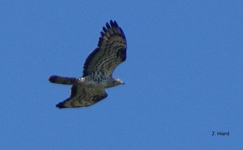 CONFÉRENCE "LA MIGRATION DES OISEAUX "