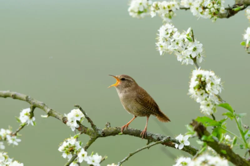 Atelier-nature (6-12 ans) : à la découverte des oiseaux