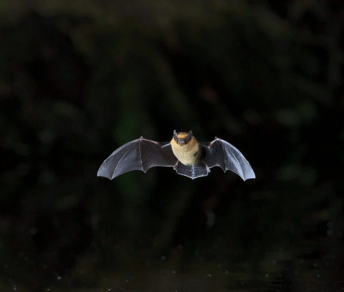 Fête de la chauve-souris