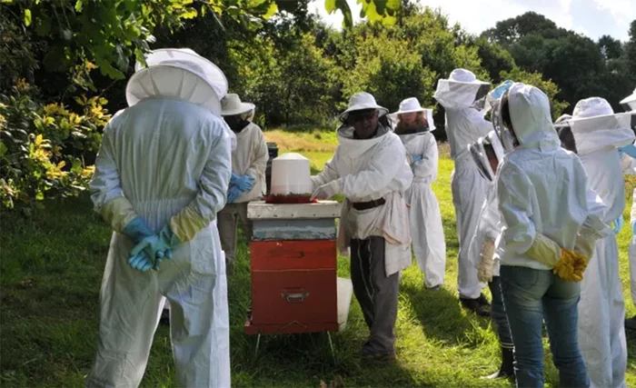 Découverte de l’apiculture